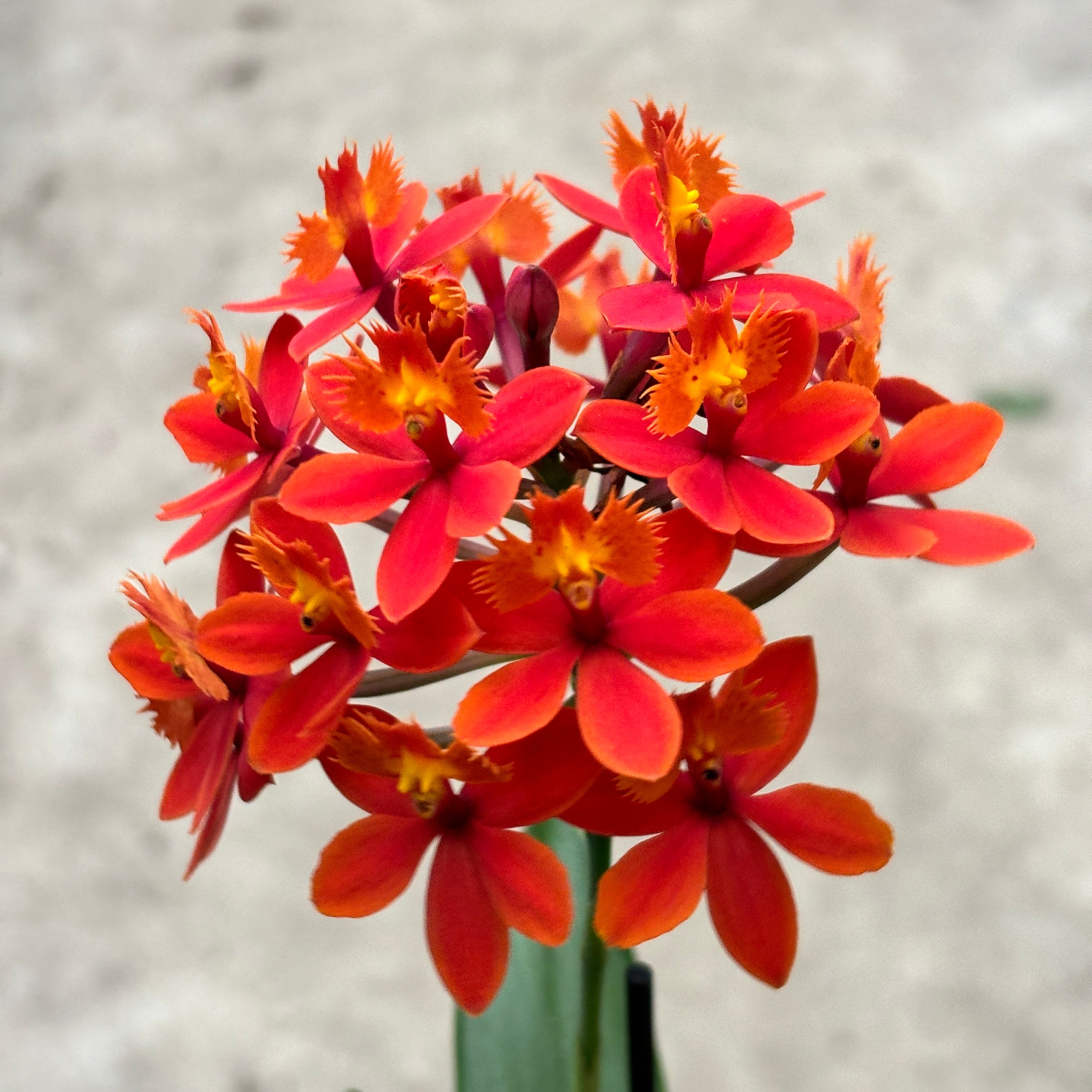 Epidendrum radicans 'Nordic Fire'