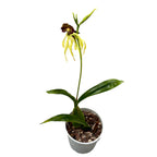 Encyclia (Prostechea) Green Hornet