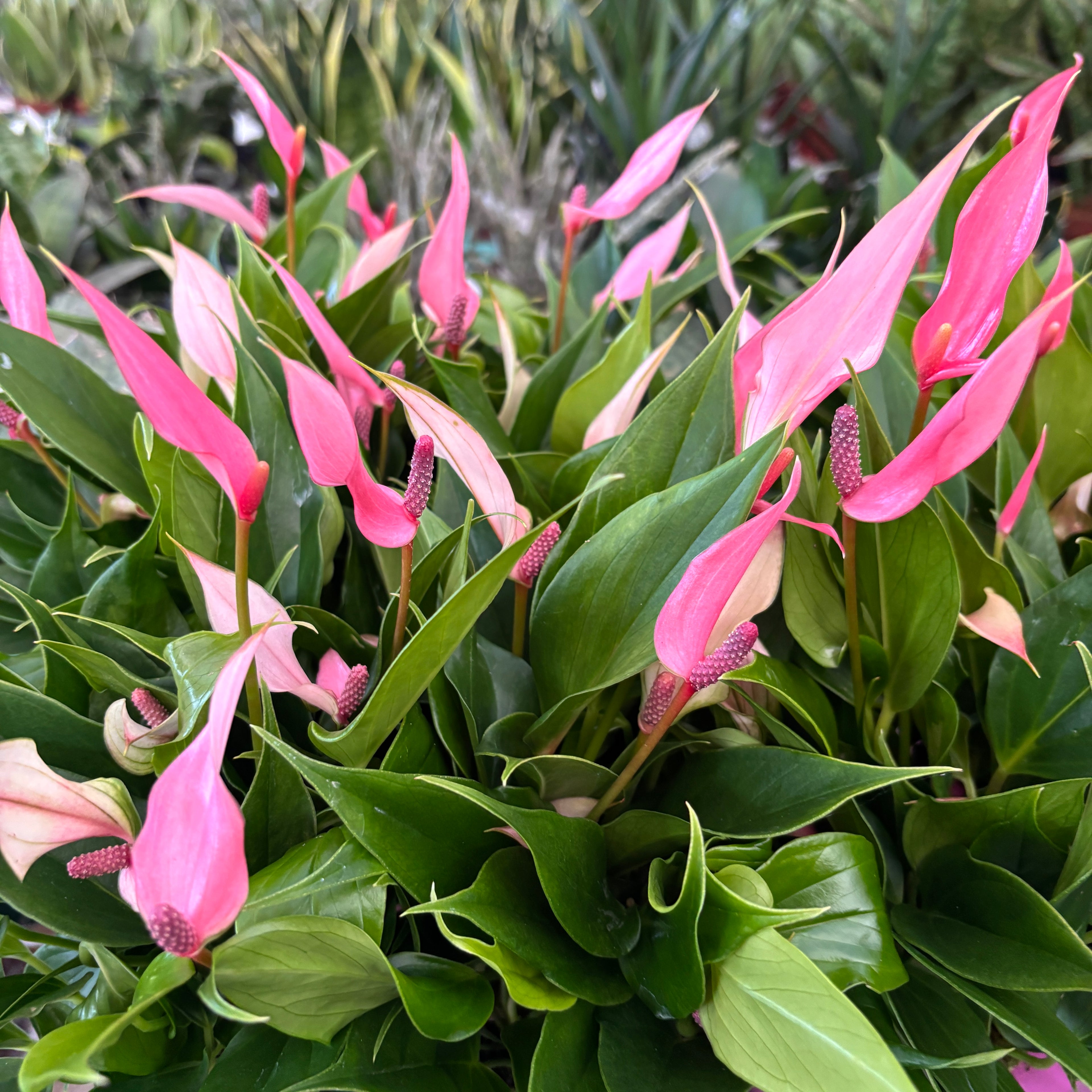 Anthurium Lilli - planta tropicala cu flori elegante si persistente