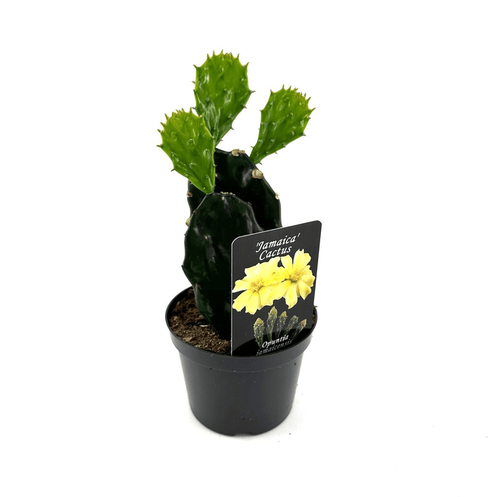 Opuntia jamaicensis (Jamaica cactus)