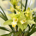 Cymbidium Enzan Aniston 'Stardust' - fiori profumati