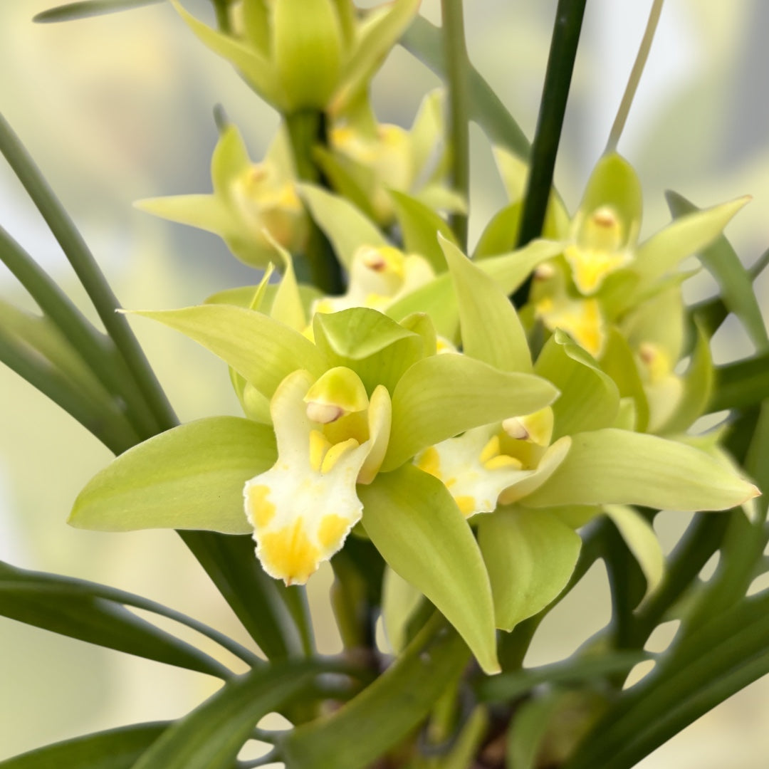 Cymbidium Enzan Aniston 'Stardust' - fragrant flowers