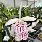 Bc. Yu Toung Star 'No.1' (Bc. Tetra Lip × Bc. Morning Glory)