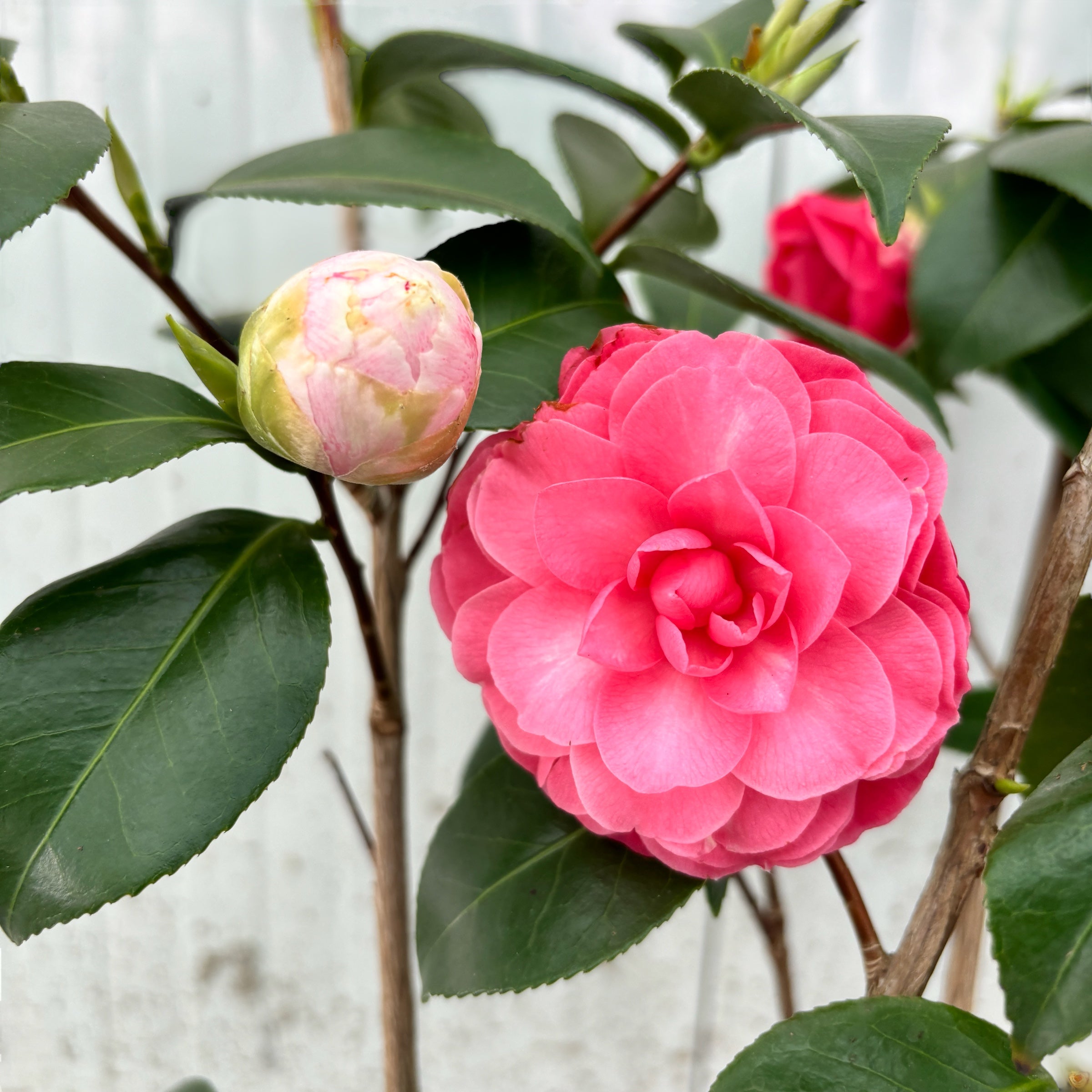 Camellia japonica 'Bonomiana' - rezistenta la inghet