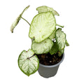Caladium ‘Florida Moonlight’