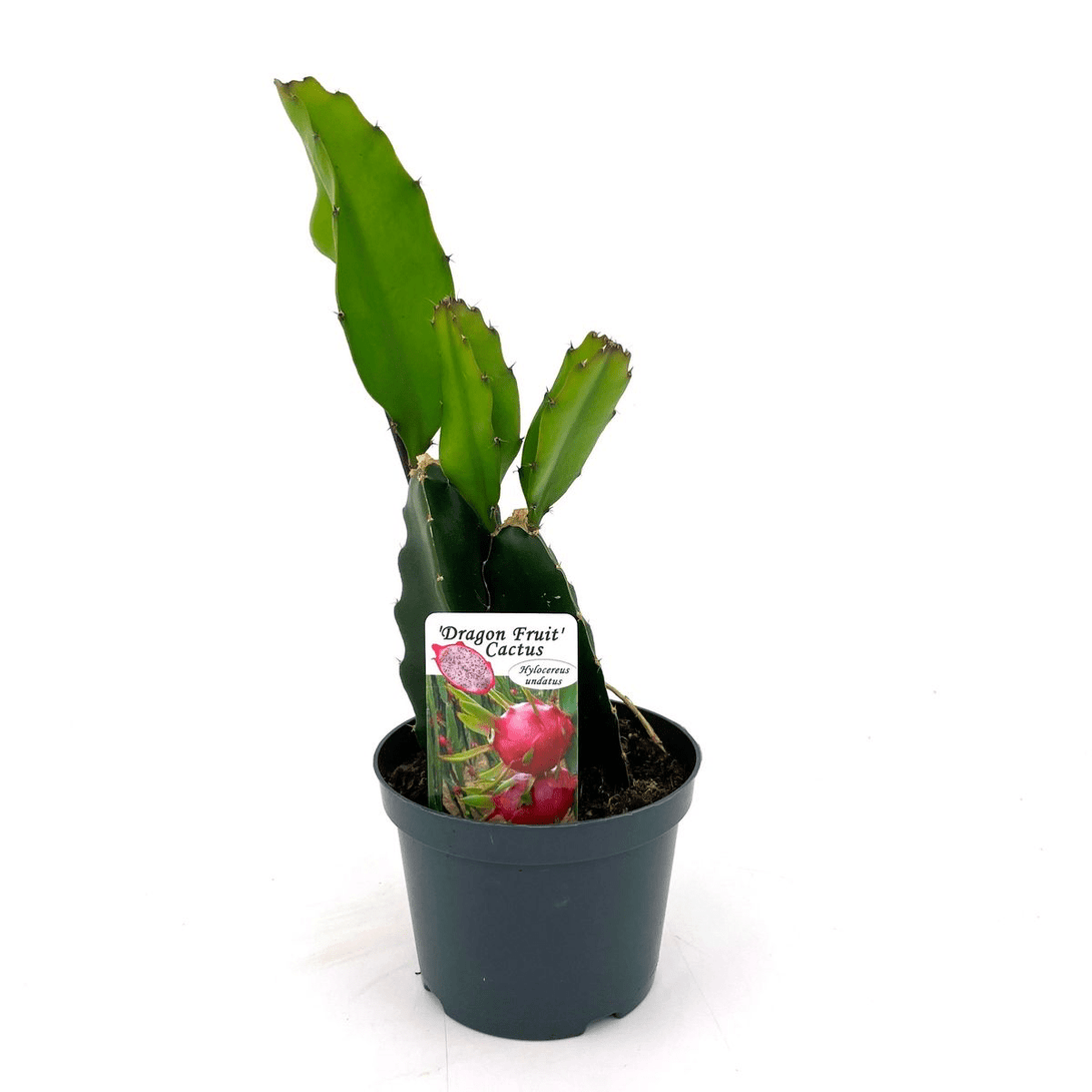 Cactus Hylocereus undatus - fructul dragonului