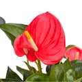 Anthurium ‘Karma Orange’ – flori corai-portocalii, aspect exotic si elegant