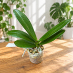 Phalaenopsis Miki Tipsy '3650'
