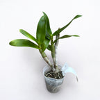 Dendrobium Popeye '2720'