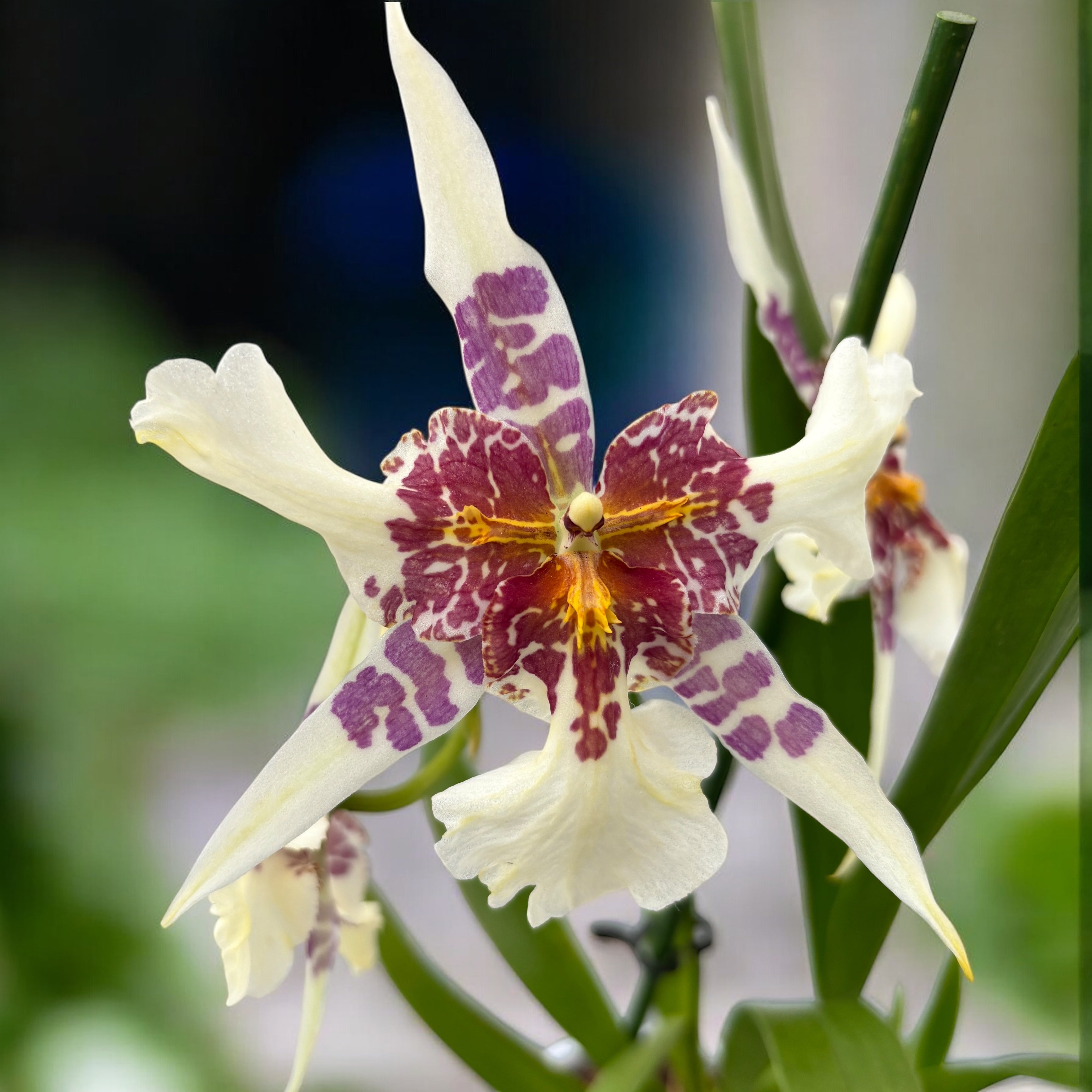 Beallara Big Shot Hilo Sparkle (peloric)