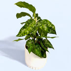 Aglaonema pictus ‘Tricolor’ (bush) D12