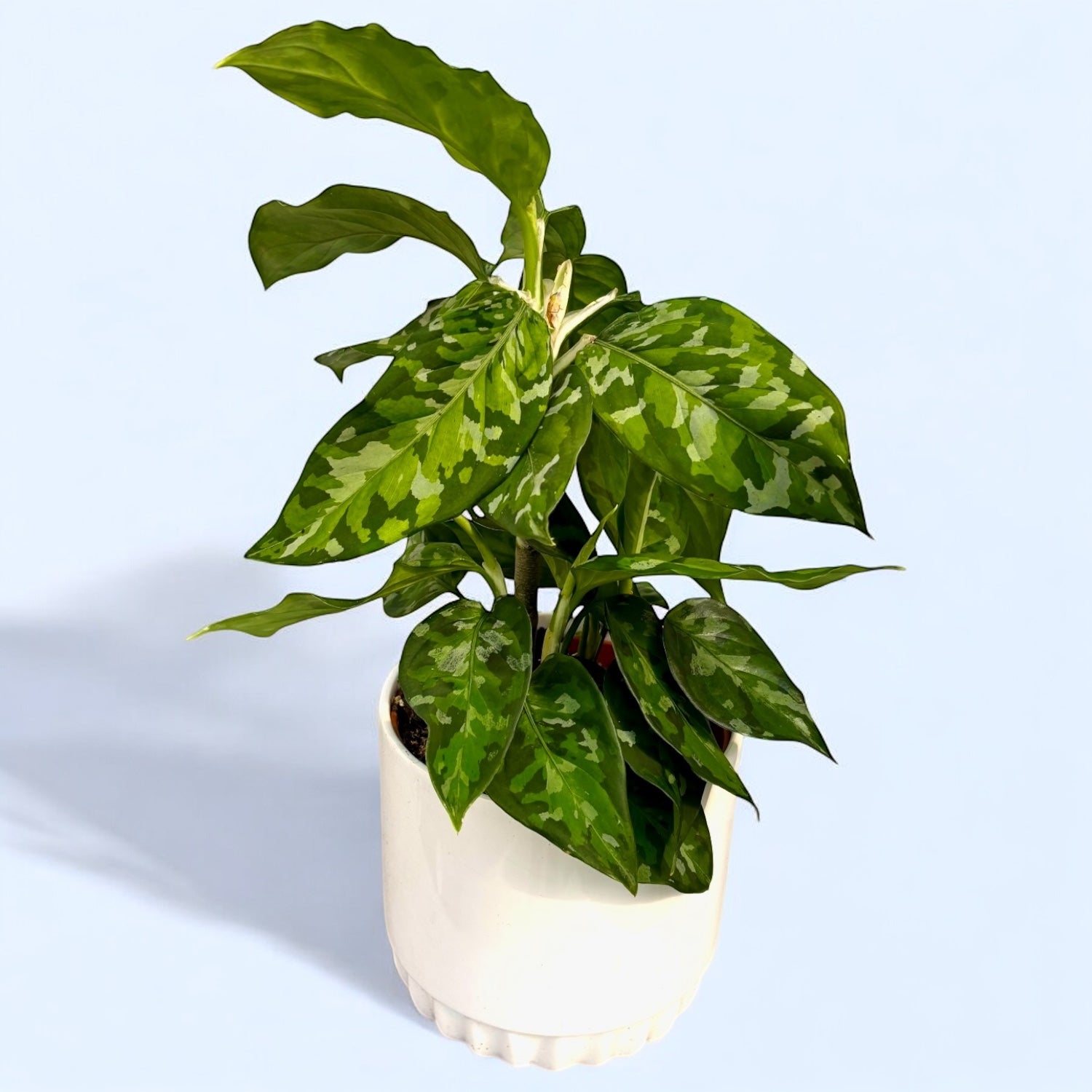 Aglaonema pictus ‘Tricolor’ (bush) D12