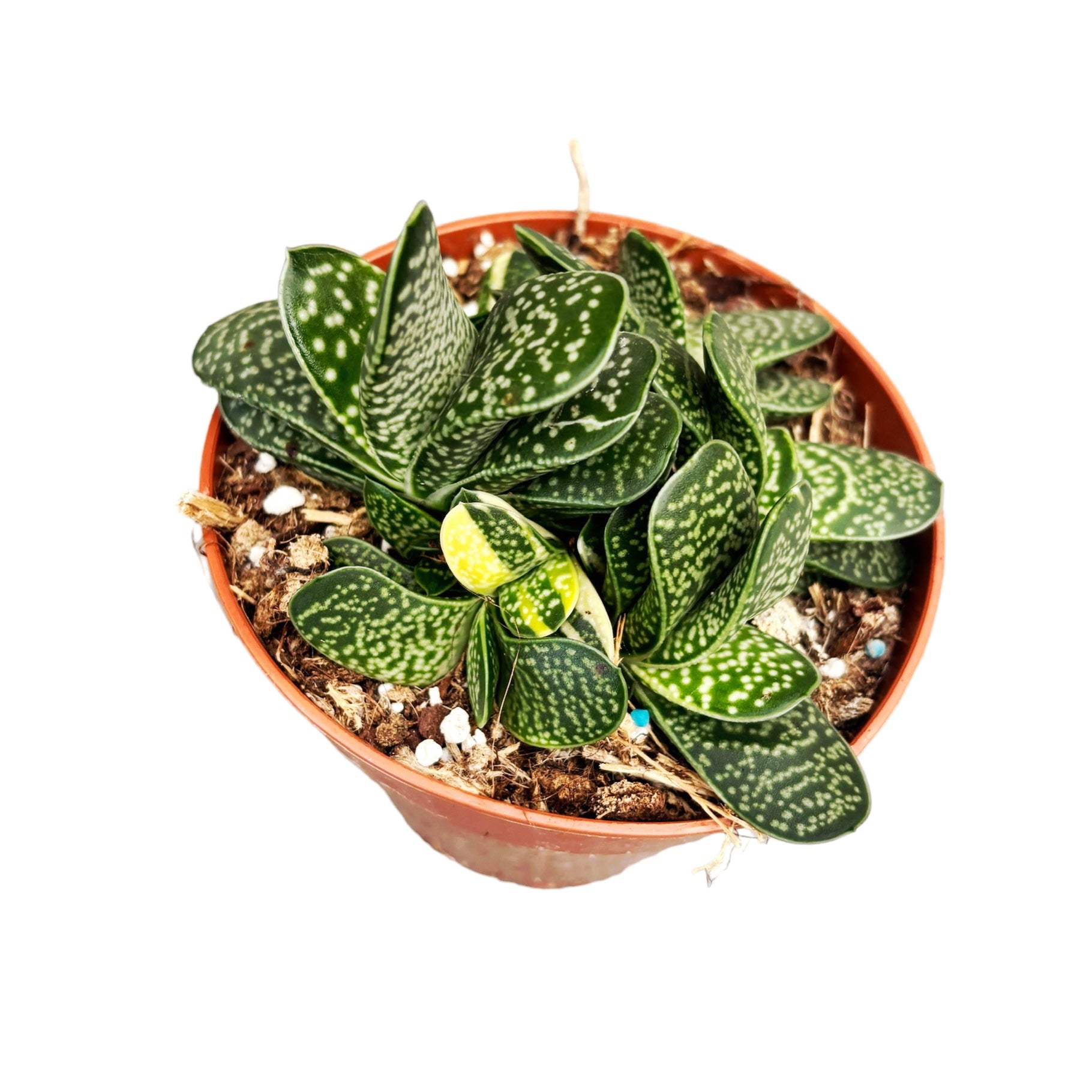 Gasteria minima f. variegata