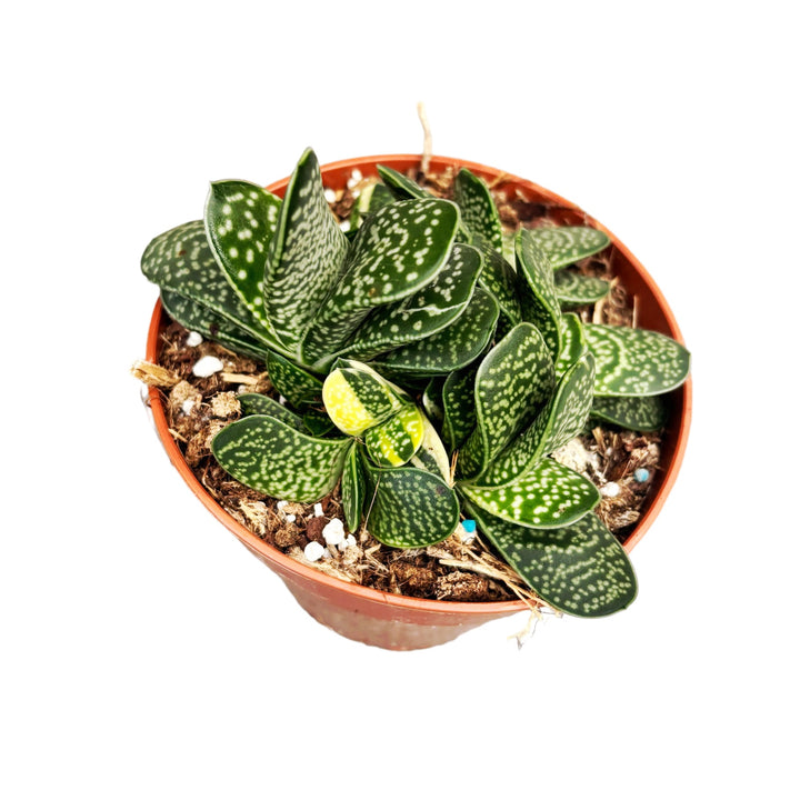 Gasteria minima f. variegata