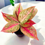 Aglaonema 'Legacy'