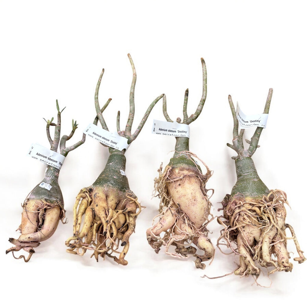 Adenium obesum 'Destiny'