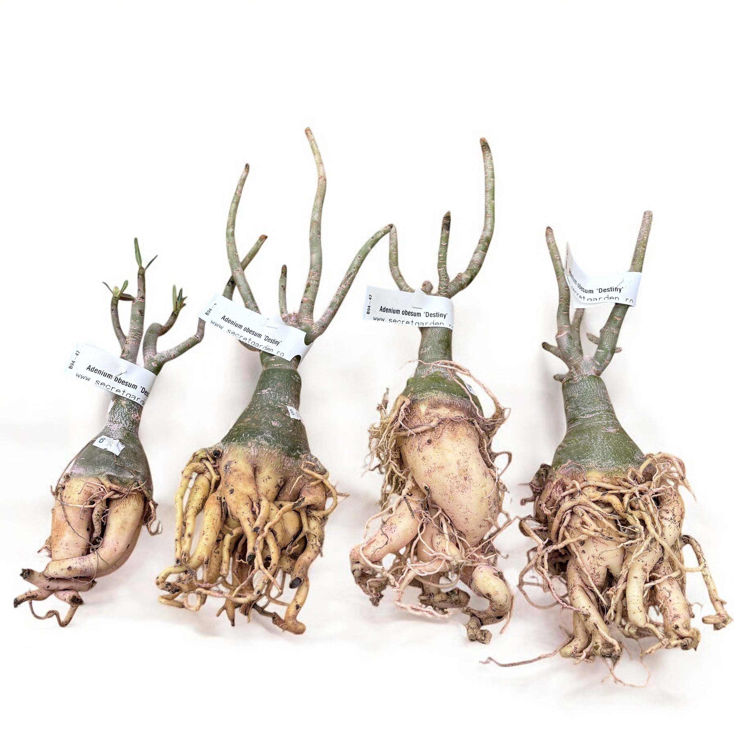 Adenium obesum 'Destiny'