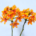 Epidendrum radicans ‘Sunset Spark’