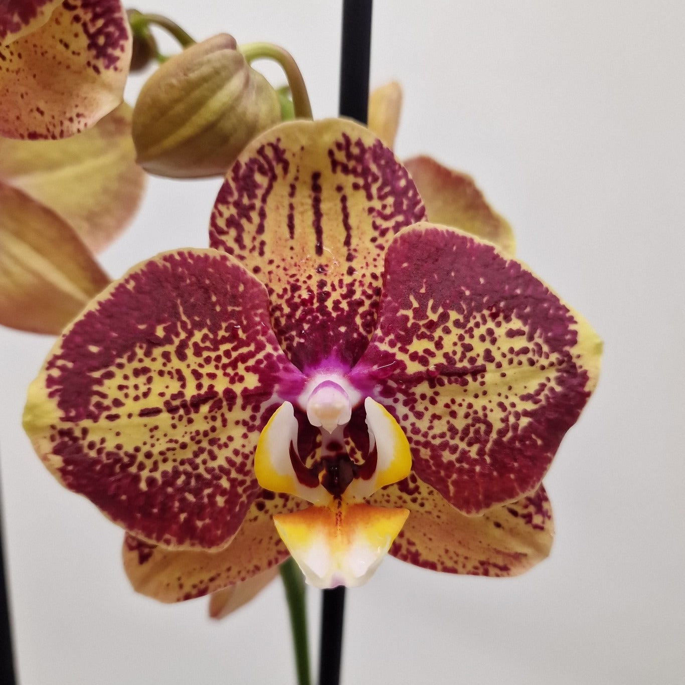 Phalaenopsis 'OX Bravo'