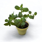 Máta s vůní mandarinek - Mentha piperita 'Mandarin' (biologické pěstování)