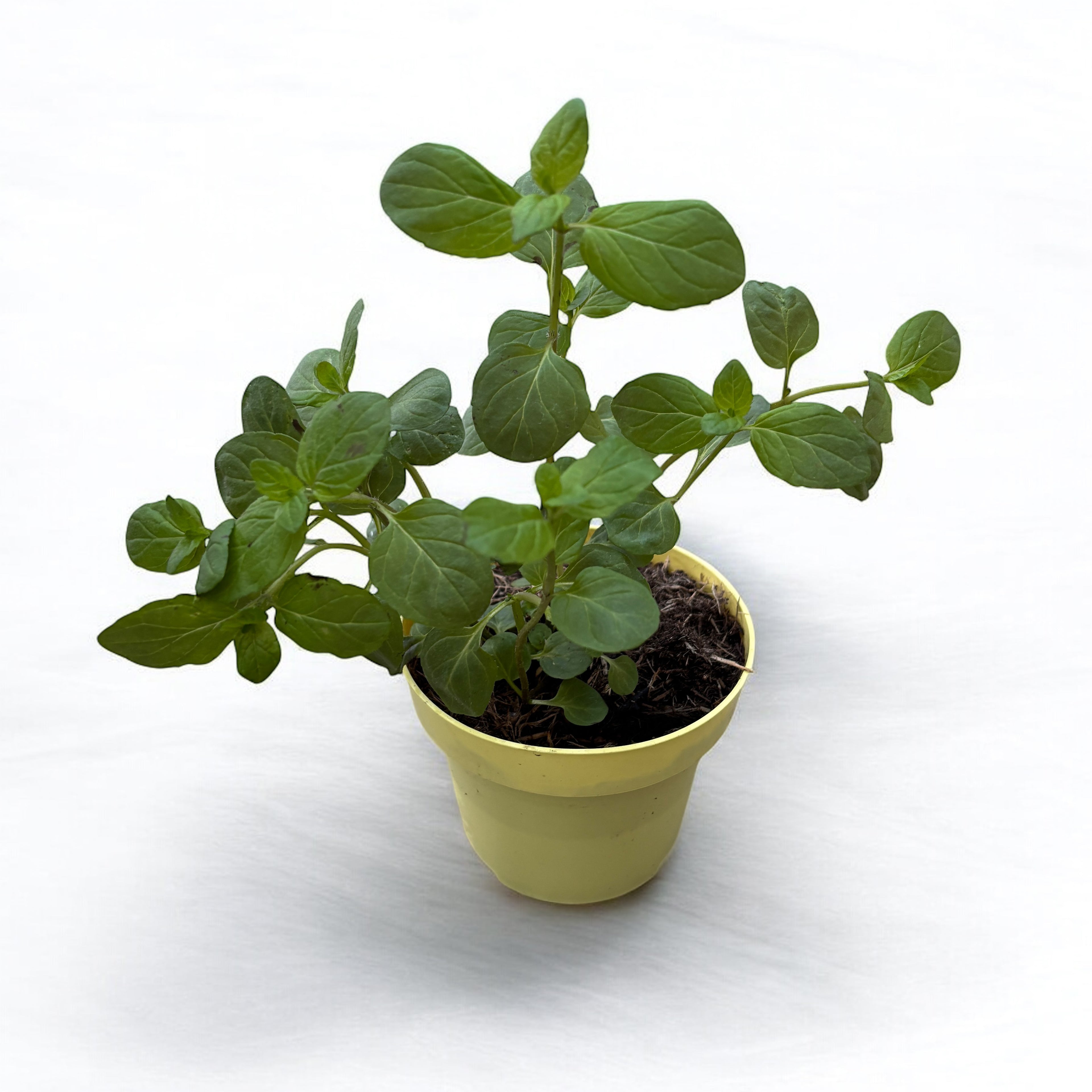 Menta cu aroma de mandarine - Mentha piperita 'Mandarin' (cultura biologica)