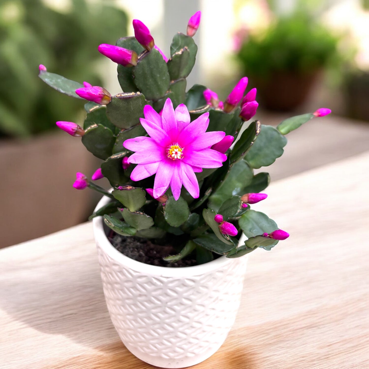 Rhipsalidopsis 'Pegasus' (cvijet proljeća) 2pp