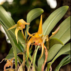 Bulbophyllum lobbii - exemplare dezvoltate