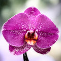 Phalaenopsis Singolo Special - XXL-Blume