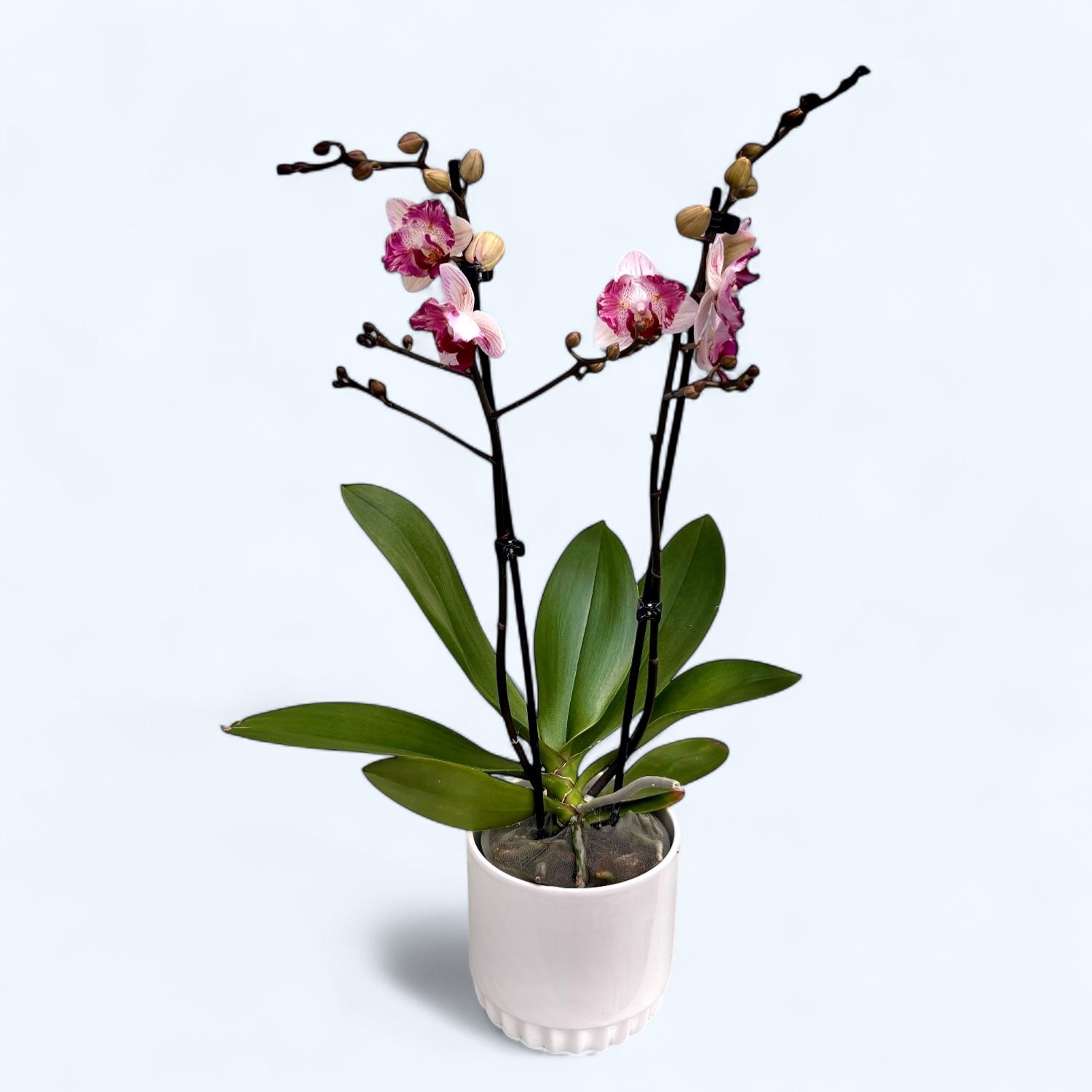Phalaenopsis Little Gem Stripes - peloric