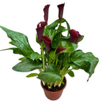 Zantedeschia ‘Odessa’ (Cale grena)