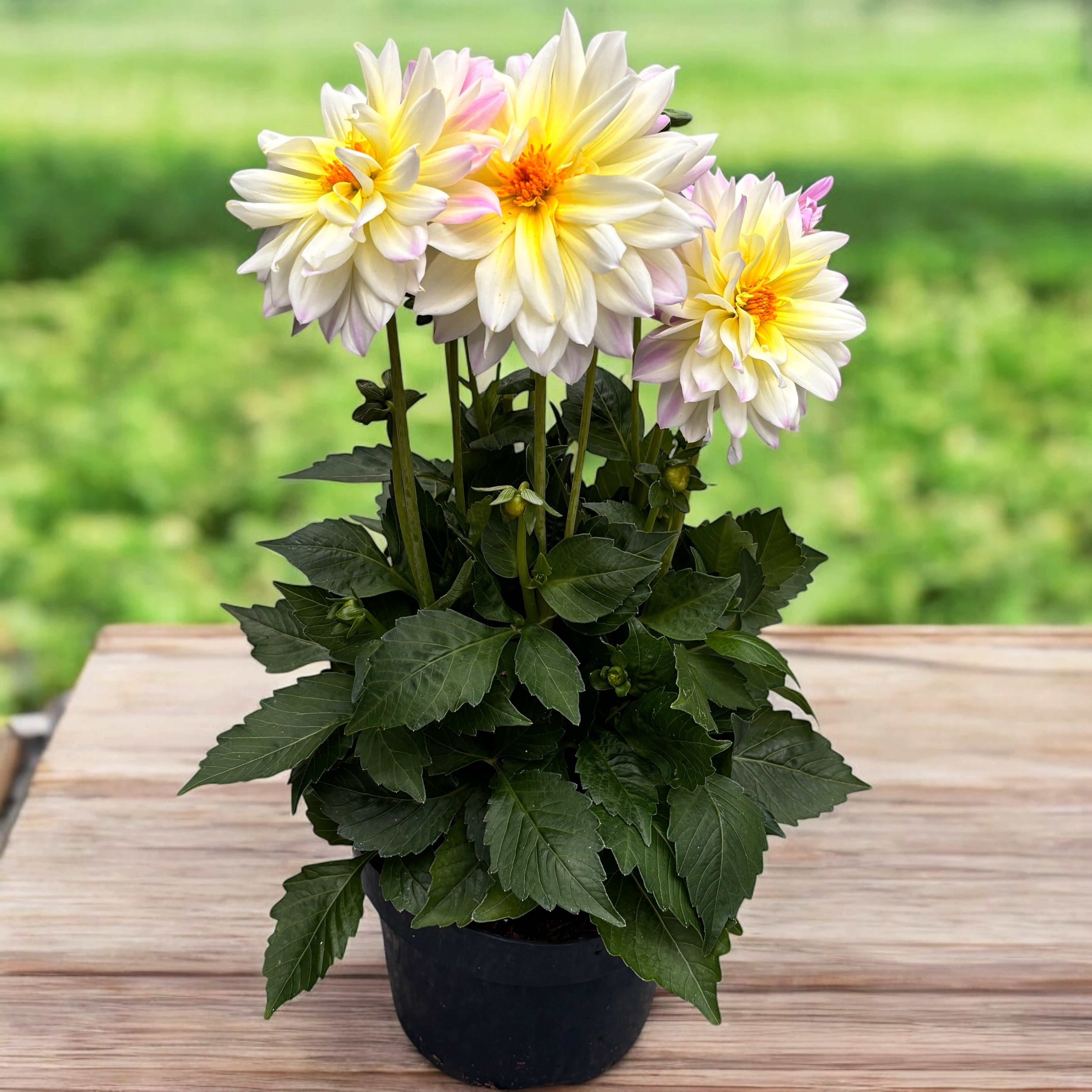 Dahlia Labella Maggiore ‘Fun Pastel’ - далии с XL цветя, обилно цъфтене, XXL екземпляри