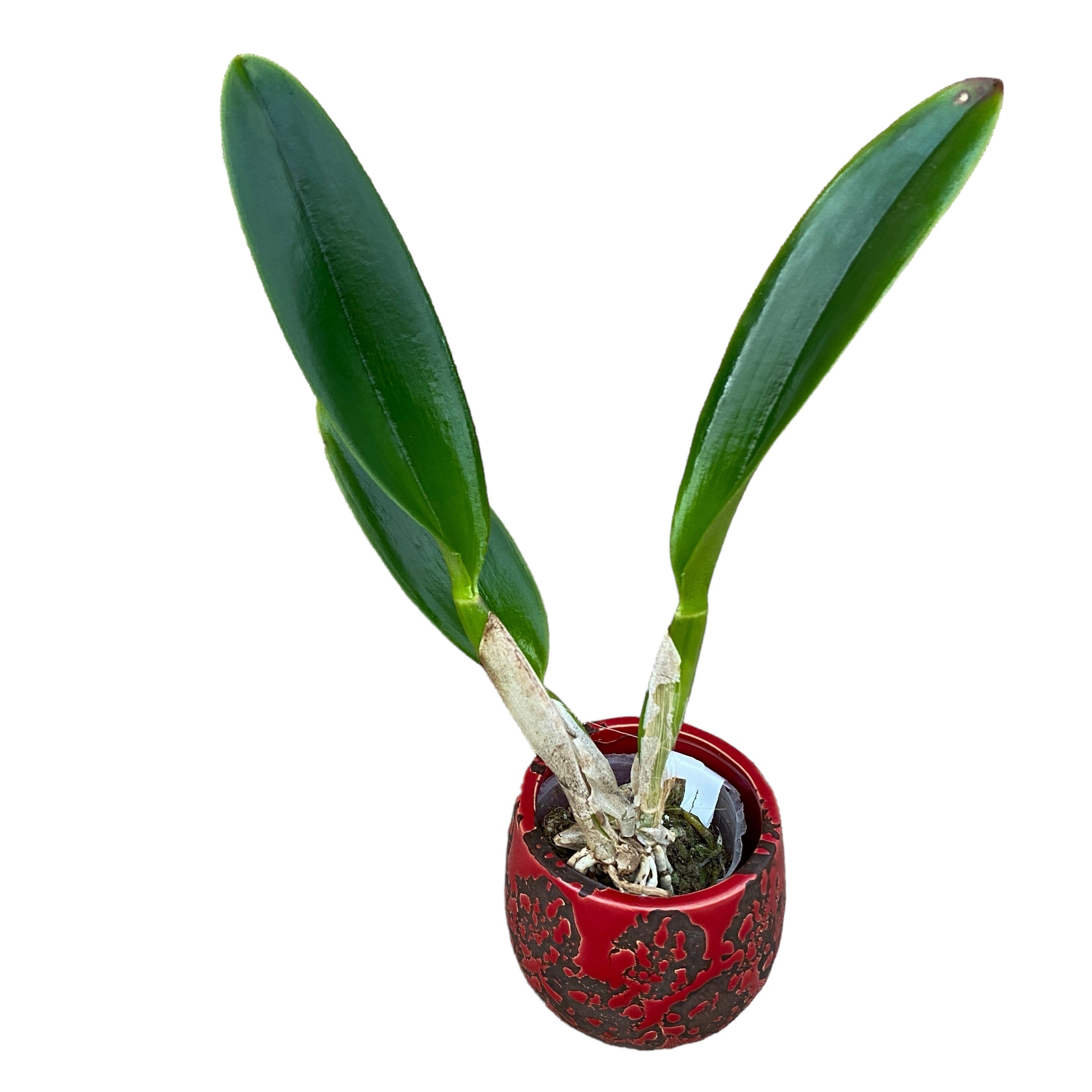 Rth. Chialin Black Flower 'Black King Kong' parfumata