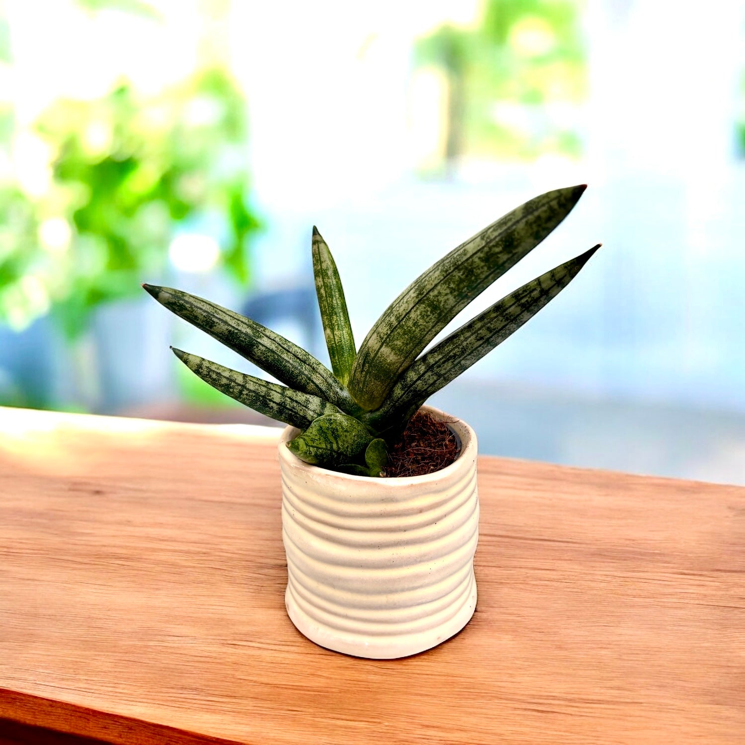 Sansevieria Boncellensis