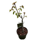 Noix sélectionnée - Juglans regia (Noix)