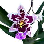 Odontoglossum Roy Witwer fragrant