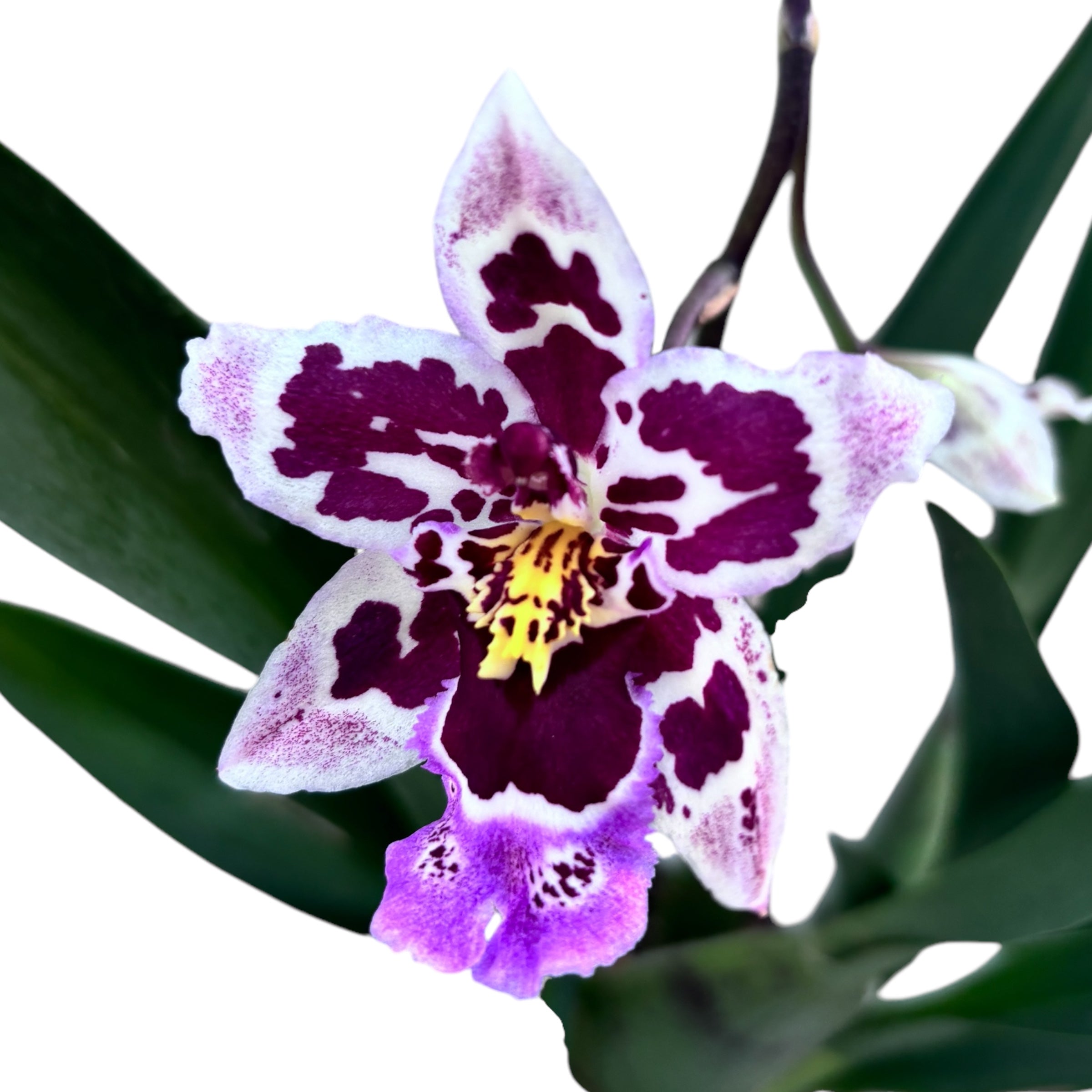 Odontoglossum Roy Witwer fragrant