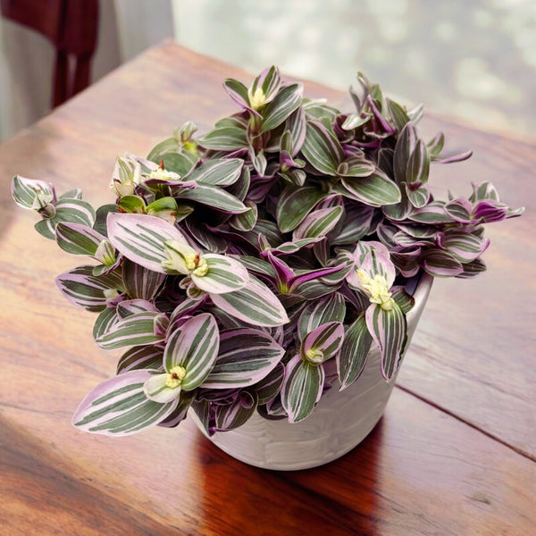 Tradescantia cerinthoides 'Sweetness'