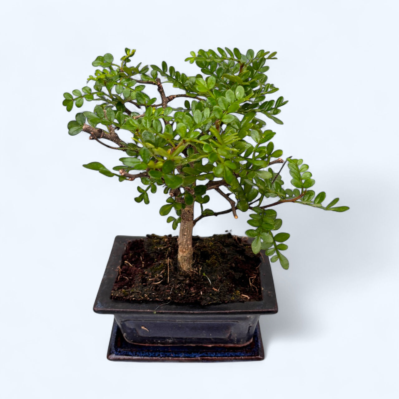 Bonsai Zanthoxylum piperitum – Chinese Pepper, bonsai exotic cu frunzis parfumat