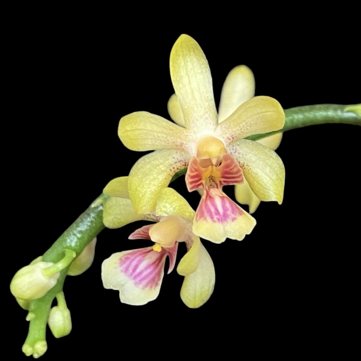 Phalaenopsis deliciosa var. hookerianum