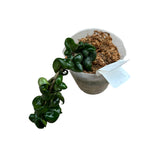 Hoya compacta 'Dark Pink'