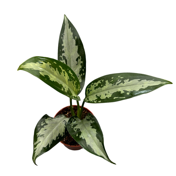 Aglaonema 'Jubilee Petit' D9