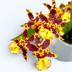 Oncidium (Cyrtocidium) Holm’s Wizard - golden - foarte parfumat!