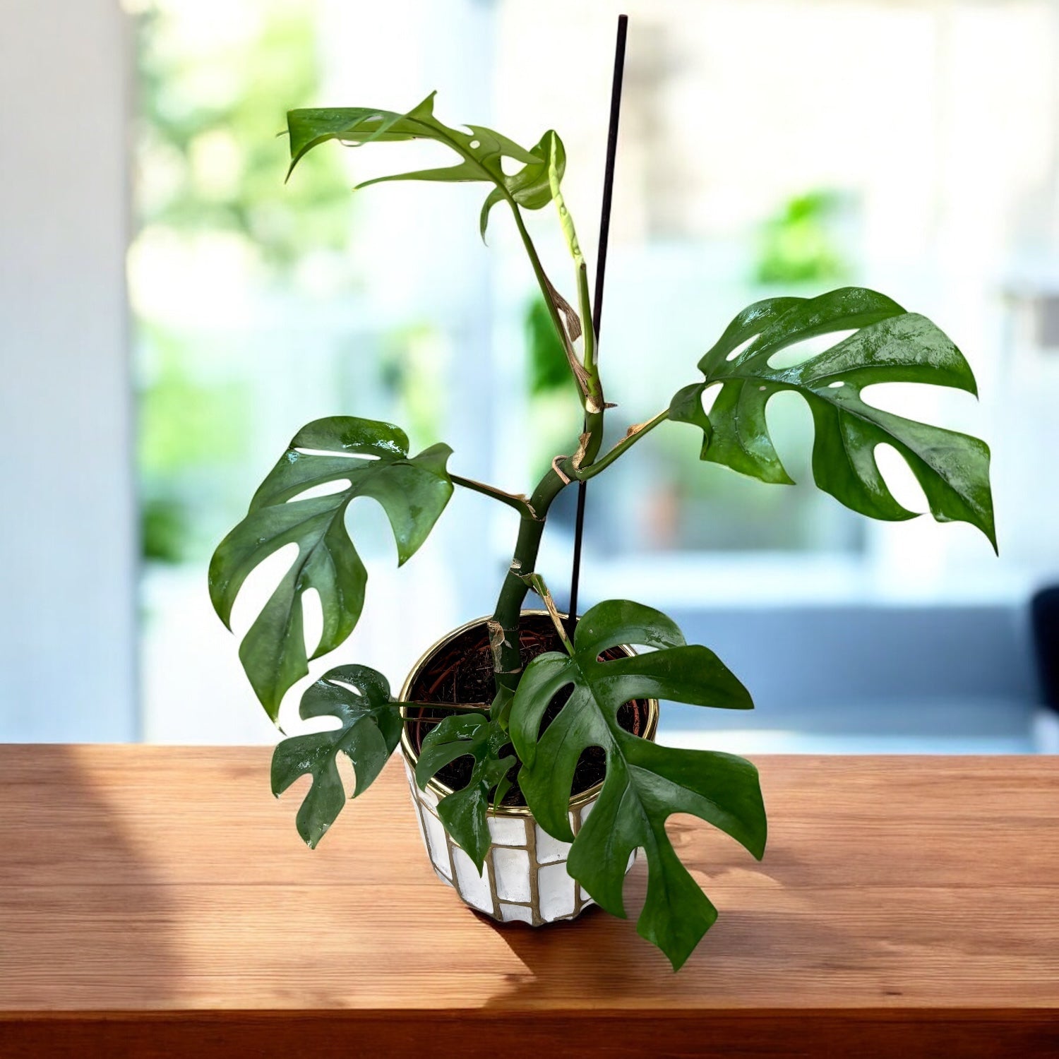 Monstera Minima (Rhaphidophora tetrasperma)