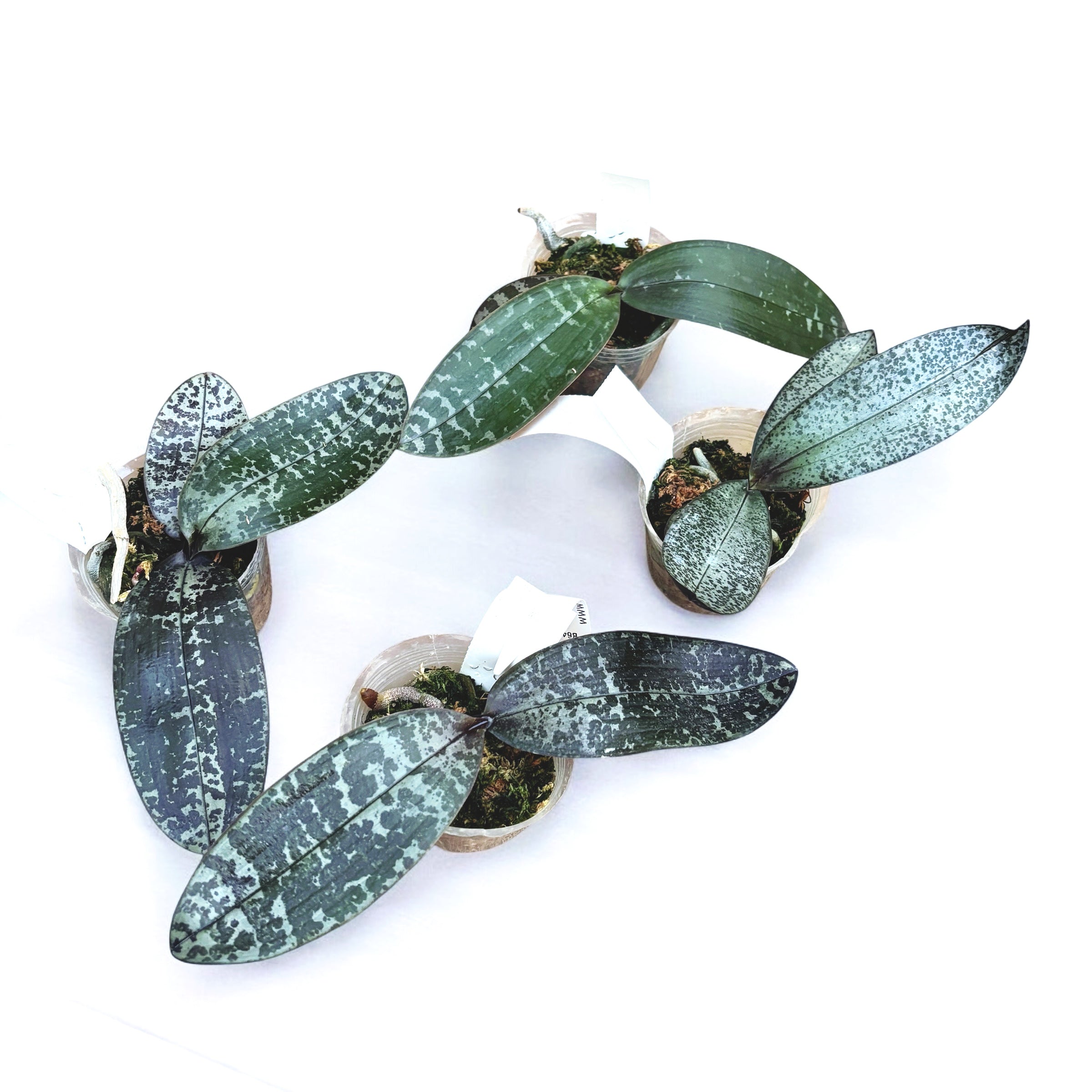 Phalaenopsis philippinensis (Silver Leaves)