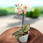 Phalaenopsis Diffusion (illatos pelorikus virágok)