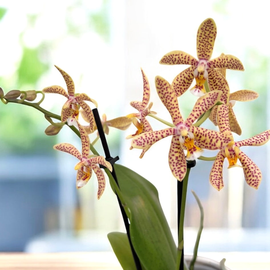 Phalaenopsis Bronze Maiden (schilleriana × mannii 'Black') - variation Yellow