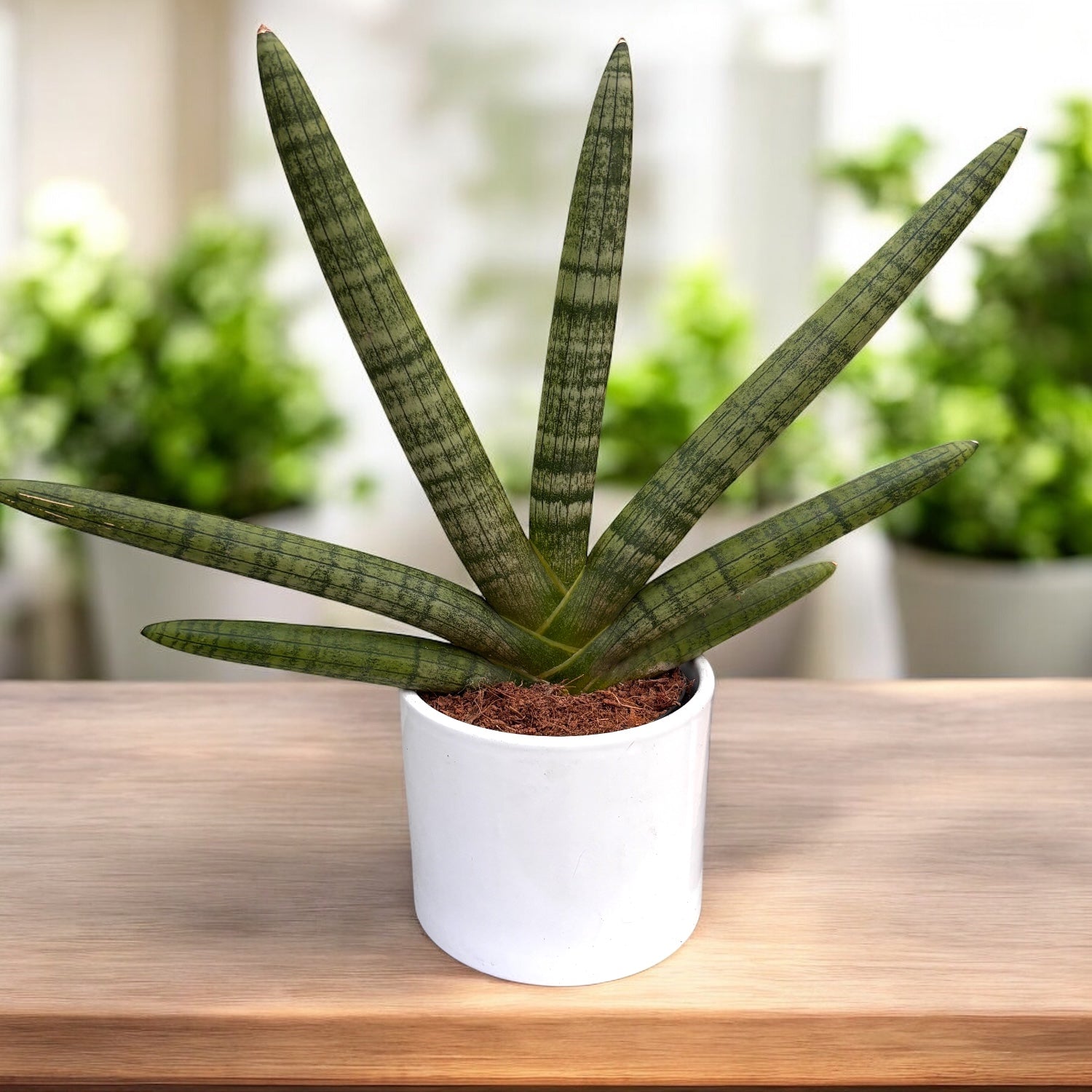 Sansewieria cylindryczna 'Handshake' (Roślina wąż)