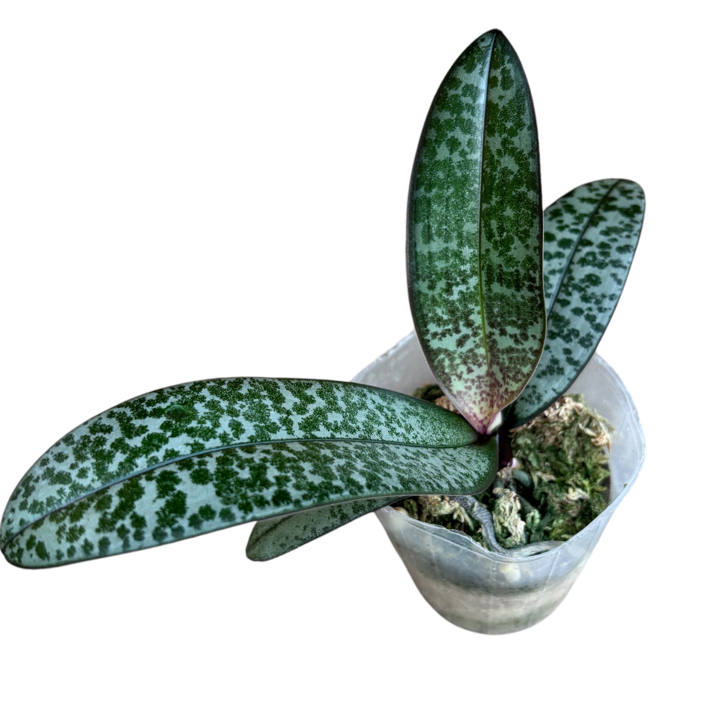 Phalaenopsis schilleriana - flori parfumate