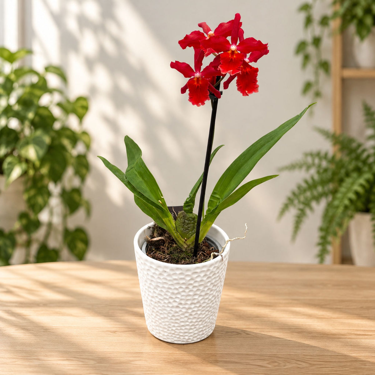 Burrageara Stefan Isler (orquídea vermelha)