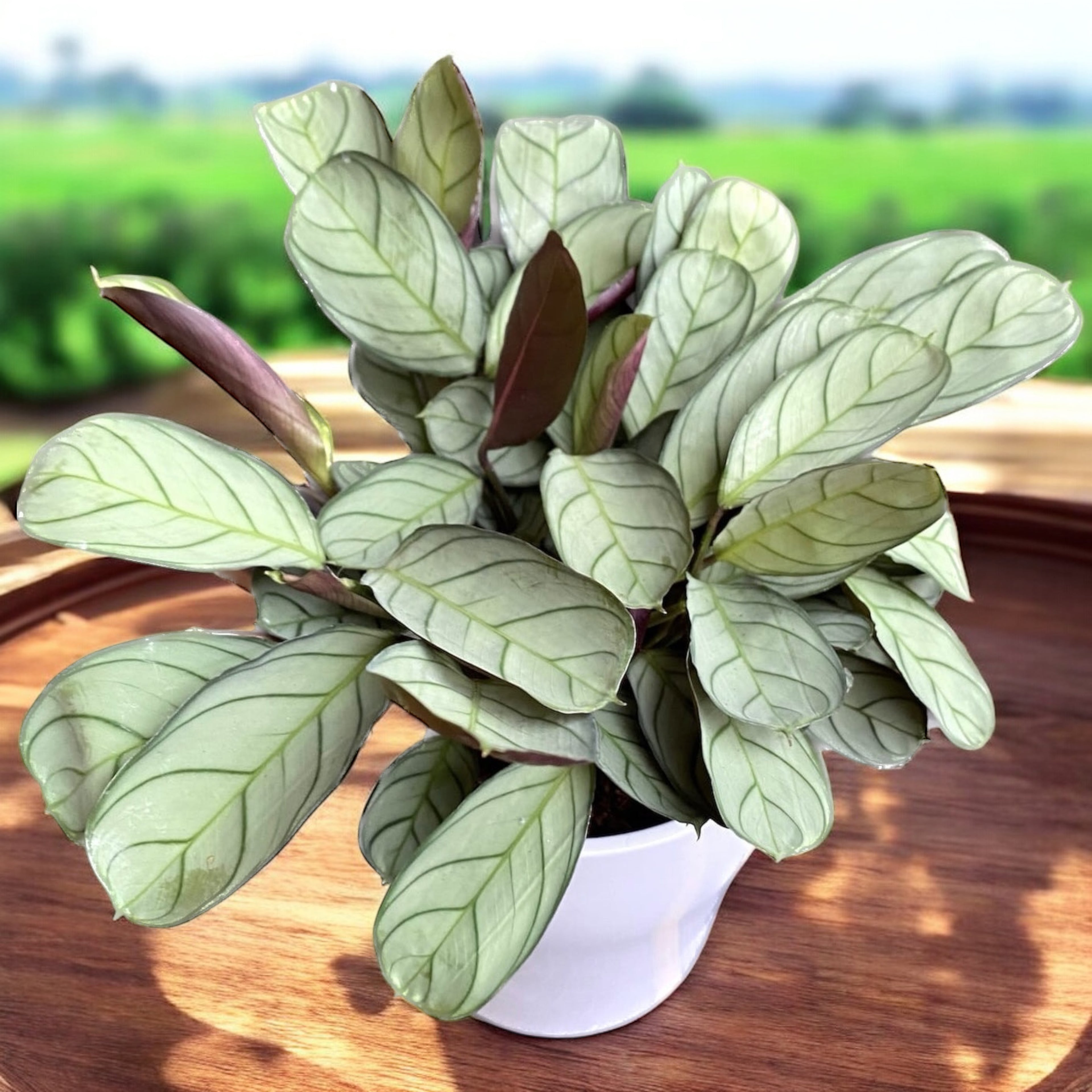 Ctenanthe burle marxii 'Amagris' - planta tropicala cu frunze argintii